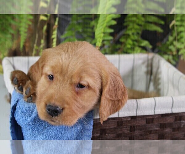 Medium Photo #2 Golden Retriever Puppy For Sale in FREDERICKSBURG, OH, USA