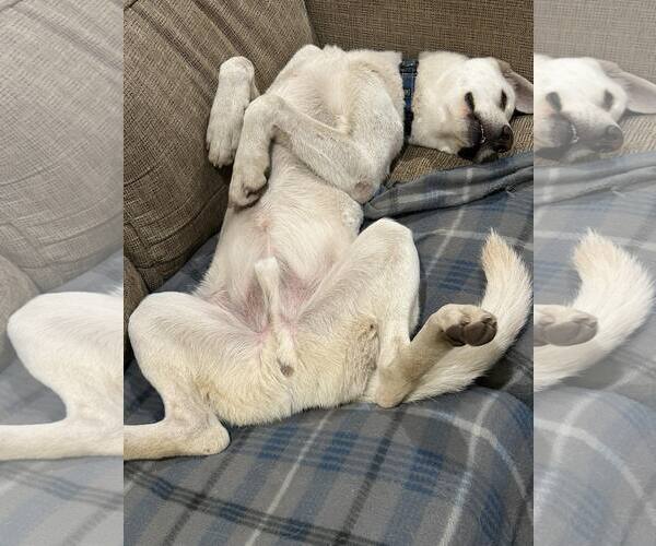 Medium Photo #2 - Mix Puppy For Sale in Hoffman Estates, IL, USA