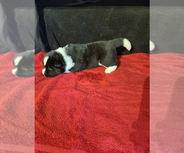 Medium Photo #2 Akita Puppy For Sale in DENVER, CO, USA
