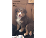Small Photo #1 Australian Shepherd Puppy For Sale in HARBOR SPRINGS, MI, USA