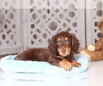 Small Photo #2 Dachshund Puppy For Sale in MOUNT VERNON, OH, USA