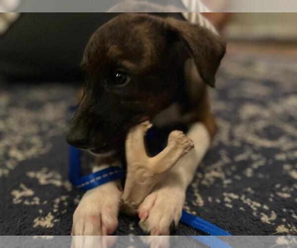 Medium Photo #8 Plott Hound Puppy For Sale in Doylestown, PA, USA