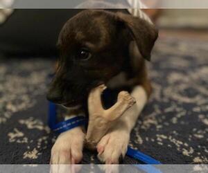 Junior - Male Plott Hound Dog for Adoption - Photo #8