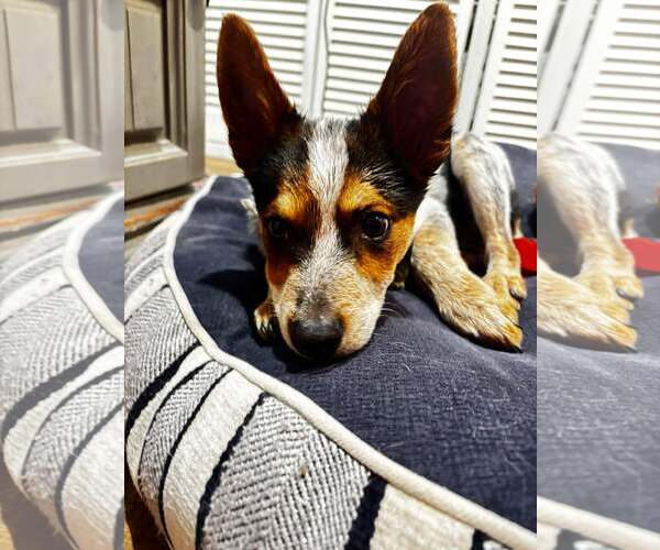 Medium Photo #4 Mutt Puppy For Sale in Gretna, NE, USA