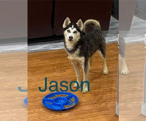 Gerberian Shepsky Dogs for adoption in Aurora, IN, USA