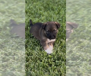 Belgian Malinois-Golden Retriever Mix Puppy for sale in YORBA LINDA, CA, USA