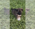 Small Belgian Malinois-Golden Retriever Mix