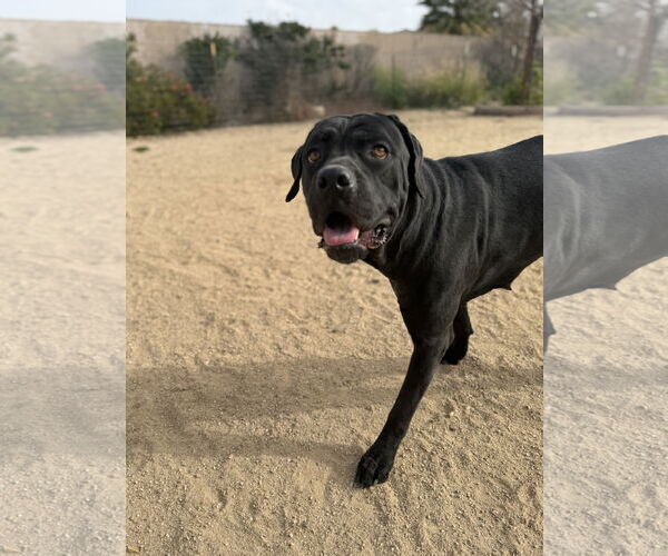 Medium Photo #2 Mutt Puppy For Sale in Goodyear, AZ, USA