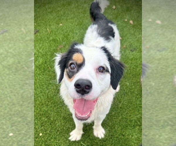 Medium Photo #1 Border-Aussie Puppy For Sale in Plymouth, MN, USA