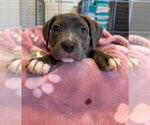 Small #3 Mutt