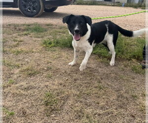Nicholas - ADOPTION IN PROCESS - Male Border Collie-Unknown Mix Dog for Adoption - Photo #2