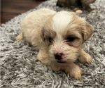 Small Photo #3 Maltipoo Puppy For Sale in CHARLOTTE, NC, USA