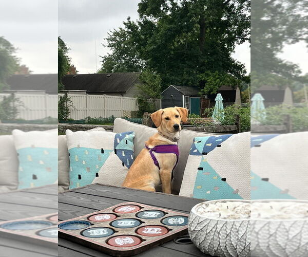 Medium Photo #3 Labrador Retriever-Unknown Mix Puppy For Sale in Aurora, IN, USA
