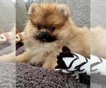Small Photo #6 Pomeranian Puppy For Sale in SUNNY ISL BCH, FL, USA