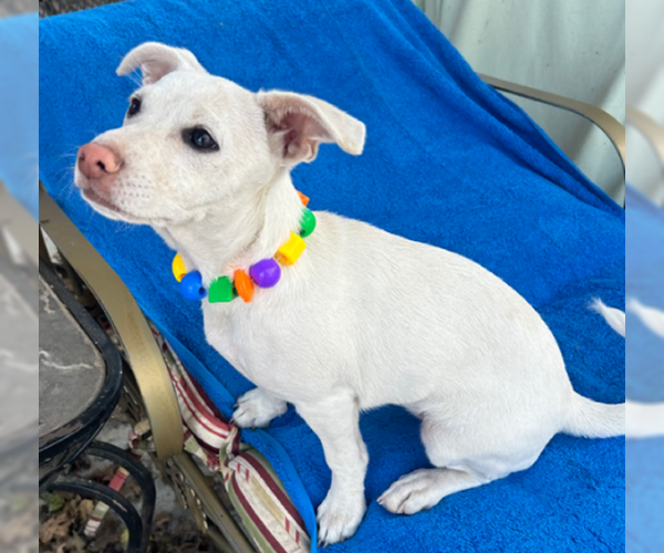 Medium Photo #5 Dachshund-Unknown Mix Puppy For Sale in Santa Rosa, CA, USA