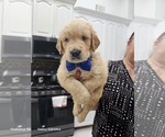 Puppy Puppy 1 Golden Retriever