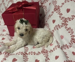 Goldendoodle Puppy for sale in HONEY GROVE, TX, USA