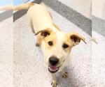Small #2 Labrador Retriever