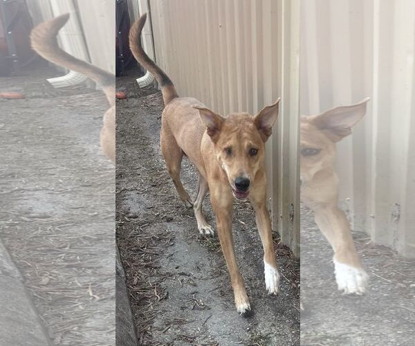 Medium Photo #13 Labrador Retriever-Unknown Mix Puppy For Sale in Houston, TX, USA