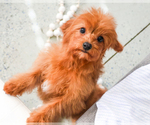 Small Photo #5 Cavapoo Puppy For Sale in SYRACUSE, IN, USA