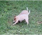 Puppy Puppy 1 Australian Cattle Dog