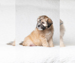 Small Photo #4 Zuchon Puppy For Sale in WHEELING, IL, USA