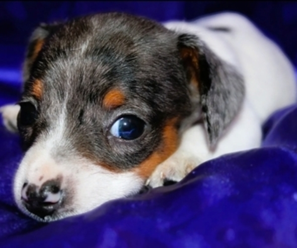 Medium Photo #4 Dachshund Puppy For Sale in BLMGTN, IN, USA