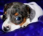 Small #3 Dachshund
