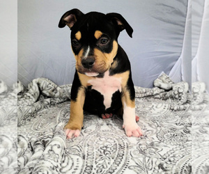 American Bully Puppy for sale in SPANAWAY, WA, USA