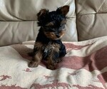 Small Photo #2 Yorkshire Terrier Puppy For Sale in WATERLOO, IA, USA