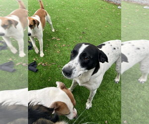 Mutt Dogs for adoption in Elmsford, NY, USA