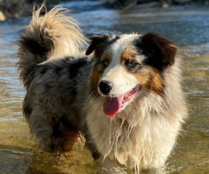 Father of the Australian Shepherd puppies born on 06/01/2025