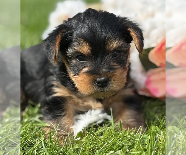 Medium Photo #6 Yorkshire Terrier Puppy For Sale in ROCK STREAM, NY, USA