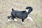 Small Photo #29 Boxer Puppy For Sale in CHILHOWEE, MO, USA