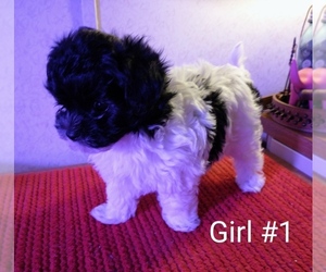 Bichpoo Puppy for sale in TILDEN, IL, USA