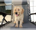 Small Photo #18 Golden Retriever Puppy For Sale in SUGARCREEK, OH, USA