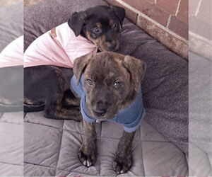 Rottweiler-Unknown Mix Dogs for adoption in Lakewood, CO, USA