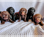 Small Miniature Labradoodle
