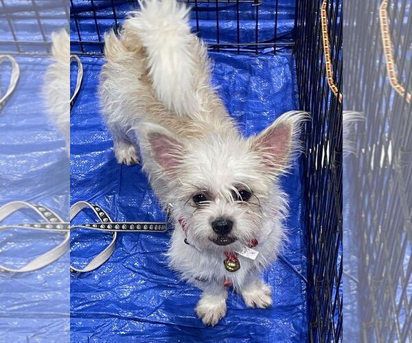 Medium Photo #9 Shih Tzu-Unknown Mix Puppy For Sale in Phoenix, AZ, USA