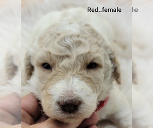 Poodle (Standard) Puppy for sale in SEAMAN, OH, USA