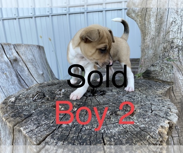 Medium Photo #2 Rat Terrier-Shiba Inu Mix Puppy For Sale in ARTHUR, IL, USA