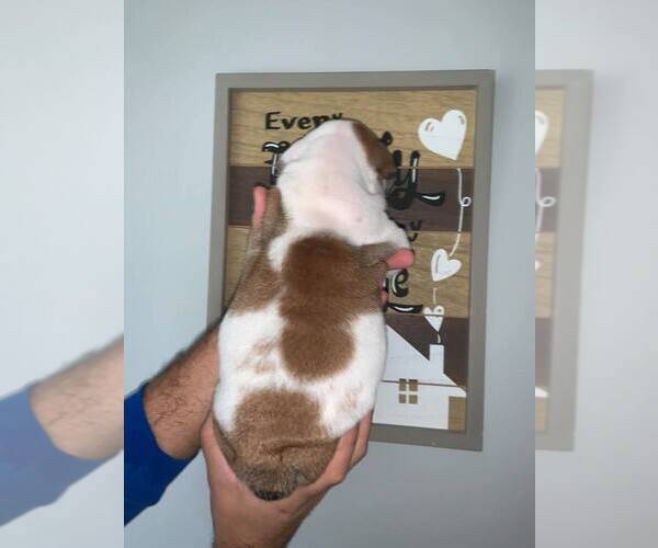Medium Photo #3 Bulldog Puppy For Sale in MIAMI, FL, USA