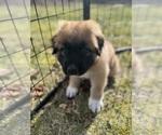 Puppy Puppy 4 Green German Shepherd Dog-Great Pyrenees Mix