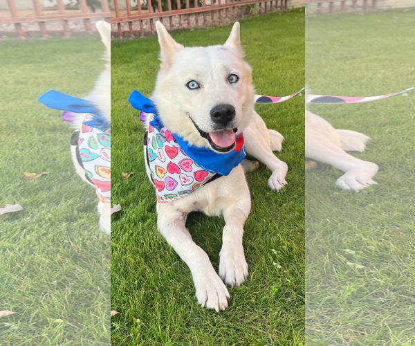 Medium Photo #2 Siberian Husky-Unknown Mix Puppy For Sale in Chandler, AZ, USA