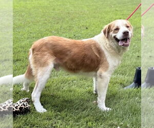 LITTLE T - Male Australian Shepherd Dog for Adoption - Photo #2