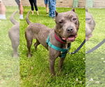 Small #4 American Staffordshire Terrier