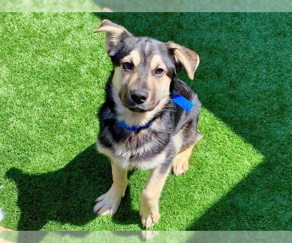 Medium Photo #1 German Shepherd Dog-Unknown Mix Puppy For Sale in Moreno Valley, CA, USA