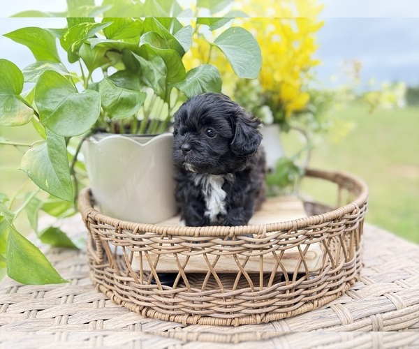 Medium Photo #3 Shih-Poo Puppy For Sale in ALMA, AR, USA