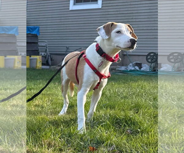 Medium Photo #2 Beagle-Unknown Mix Puppy For Sale in Wakefield, RI, USA