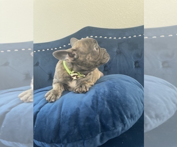 Medium Photo #4 French Bulldog Puppy For Sale in MOUNT VERNON, AL, USA